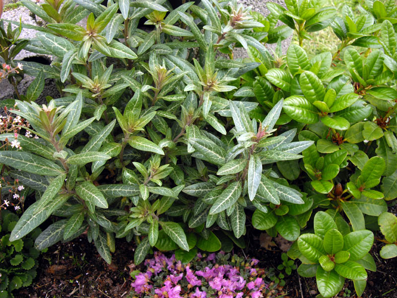 Lysimachia minoricensis photo